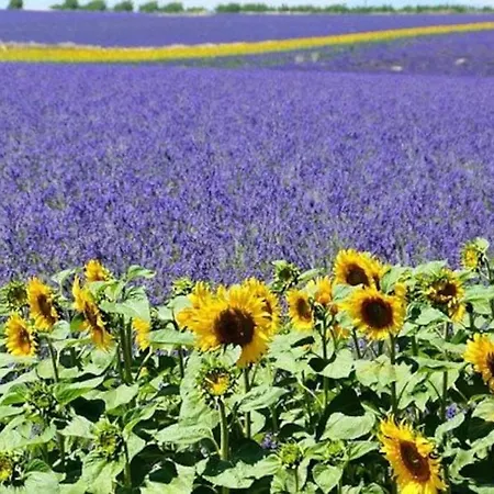 A L'atelier * Valensole